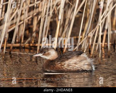 A Little Grebe (Tachybaptus ruficollis) im Winter Gefieder auf dem Wasser im RSPB Dearne Valley Old Moor, einem Naturschutzgebiet in Barmsley, South Yorkshi Stockfoto