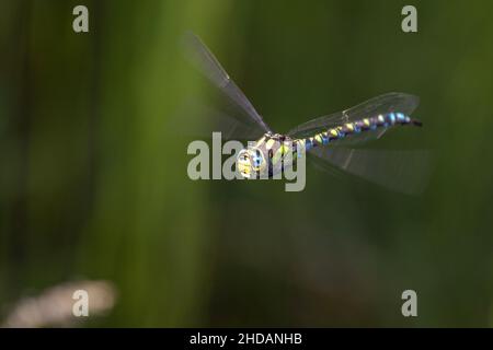 Blaugrüne Mosaikjungfer (Aeshna cyanea) Männchen Stockfoto