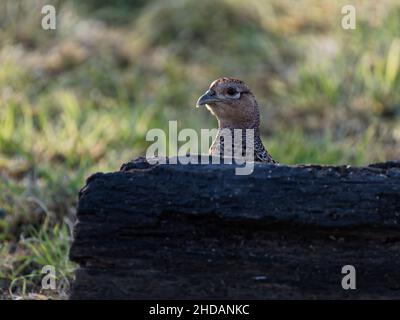 Ein weiblicher Fasane (Phasianus colchicus) in der Nähe eines Baumes im RSPB Dearne Valley Old Moor, einem Naturschutzgebiet in Barnsley, South Yorkshire. Stockfoto