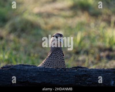 Ein weiblicher Fasane (Phasianus colchicus) in der Nähe eines Baumes im RSPB Dearne Valley Old Moor, einem Naturschutzgebiet in Barnsley, South Yorkshire. Stockfoto