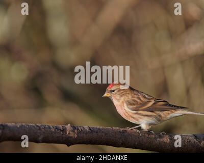 Eine kleinere Rotte (Acanthist Cabaret) an einer Zweigstelle im RSPB Dearne Valley Old Moor, einem Naturschutzgebiet in Barmsley, South Yorkshire. Stockfoto