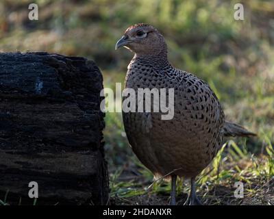 Ein weiblicher Fasane (Phasianus colchicus) in der Nähe eines Baumes im RSPB Dearne Valley Old Moor, einem Naturschutzgebiet in Barnsley, South Yorkshire. Stockfoto