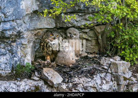 UHU (Bubo bubo) am Horst mit Jungen Stockfoto