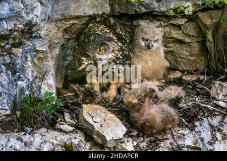 UHU (Bubo bubo) am Horst mit Jungen Stockfoto