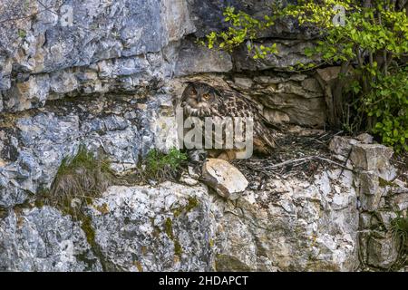 UHU (Bubo bubo) am Horst mit Jungen Stockfoto