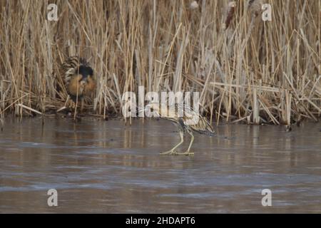 Die Rohrdommel auf dem Eis fing einen Frosch und wurde von einem dominaneren Vogel aus dem Schilf auf das Eis gejagt, behielt aber seine Mahlzeit. Stockfoto