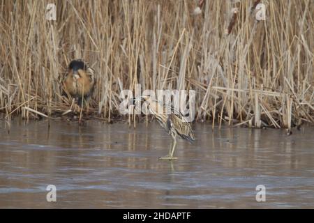 Die Rohrdommel auf dem Eis fing einen Frosch und wurde von einem dominaneren Vogel aus dem Schilf auf das Eis gejagt, behielt aber seine Mahlzeit. Stockfoto