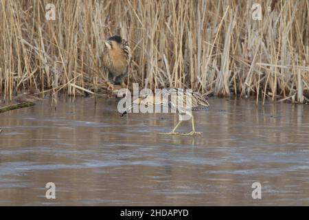 Die Rohrdommel auf dem Eis fing einen Frosch und wurde von einem dominaneren Vogel aus dem Schilf auf das Eis gejagt, behielt aber seine Mahlzeit. Stockfoto