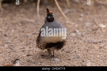 Die Wachtel des männlichen Gambels, Callipepla gambelii, in der Chihuahua-Wüste, New Mexico. Stockfoto