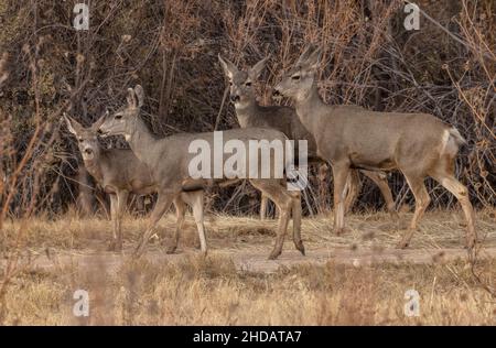 Gruppe weiblicher und junger Mule-Hirsche, Odocoileus hemionus, New Mexico. Stockfoto