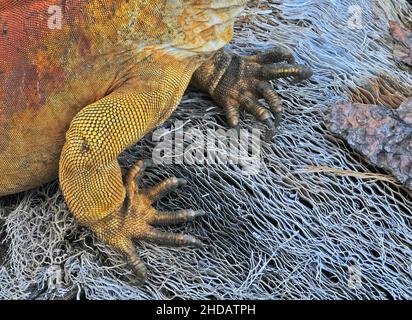 Details von Landiguana in der Charles Darwin Forschungsstation, Santa Cruz Insel, Galapagos Inseln, Ecuador Stockfoto