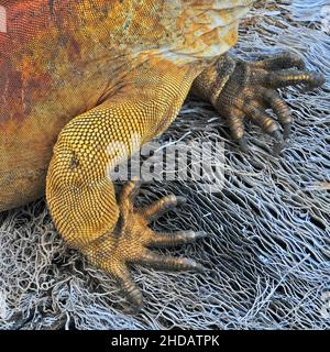 Details von Land-Leguan in der Charles Darwin Forschungsstation, Santa Cruz Insel, Galapagos Inseln, Ecuadorr Stockfoto