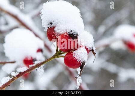 Nahaufnahme von Hagebutten, die im Winter mit Schnee bedeckt sind. Stockfoto