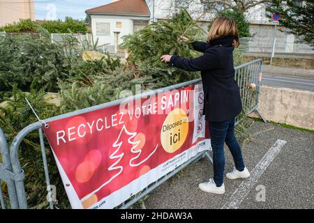 Ste Foy les Lyon (Frankreich), 4. Januar 2022. Eine Frau, die ihren Weihnachtsbaum an einer Sammelstelle abgibt, um Weihnachtsbäume zu recyceln. Stockfoto