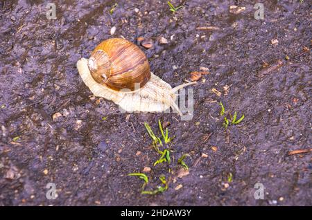 Römische Schnecke auf dem Weg auf einem feuchten dunklen erdigen Pfad in freier Wildbahn. Stockfoto