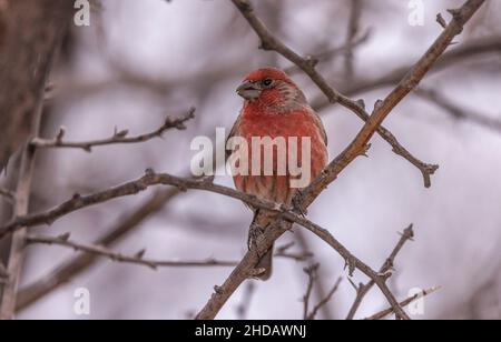 Männlicher Hausfink, Haemorhous mexicanus, im Wildtiergarten, New Mexico. Stockfoto