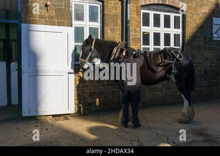 Ein Shire-Pferd, für die lokale Bierlieferung verwendet, Hook Norton Brewery, Oxfordshire, Großbritannien Stockfoto