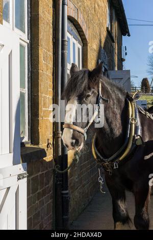 Ein Shire-Pferd, für die lokale Bierlieferung verwendet, Hook Norton Brewery, Oxfordshire, Großbritannien Stockfoto