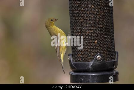 Kleiner Goldfink, Spinus psstria, füttert auf Gartenvogelfutterhäuschen. Stockfoto