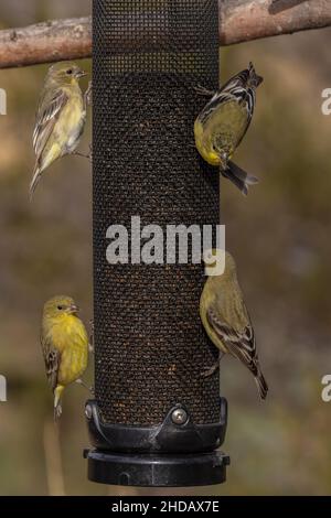 Kleine Goldfinken, Spinus psstria, Fütterung auf Gartenvogelfutterhäuschen. Stockfoto