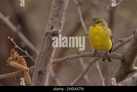 Kleiner Goldfink, Spinus psaltria, thront auf dem Zweig des Screwbean mesquite. New Mexico. Stockfoto