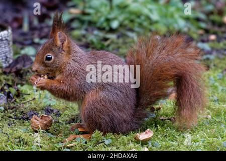 Köln, Deutschland. 05th Januar 2022. Ein Eichhörnchen (Sciurus vulgaris) frisst eine Walnuss, während es in einem Garten auf dem Boden sitzt. Quelle: Henning Kaiser/dpa/Alamy Live News Stockfoto