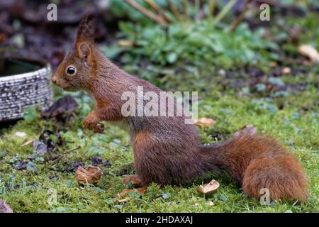 Köln, Deutschland. 05th Januar 2022. Ein Eichhörnchen (Sciurus vulgaris) frisst eine Walnuss, während es in einem Garten auf dem Boden sitzt. Quelle: Henning Kaiser/dpa/Alamy Live News Stockfoto