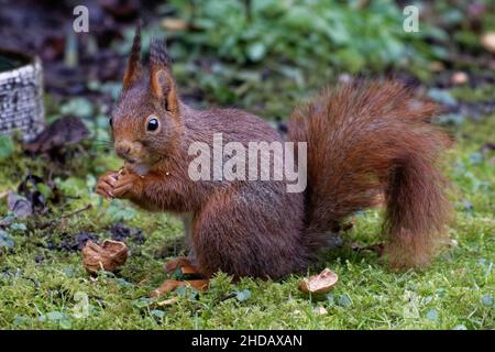 Köln, Deutschland. 05th Januar 2022. Ein Eichhörnchen (Sciurus vulgaris) frisst eine Walnuss, während es in einem Garten auf dem Boden sitzt. Quelle: Henning Kaiser/dpa/Alamy Live News Stockfoto