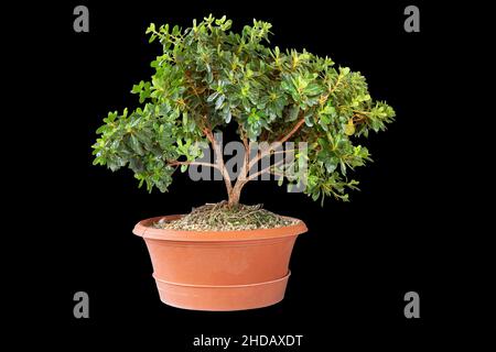 Junge Azalea Bonsai in der Ausbildung, Einzelsubject Stockfoto