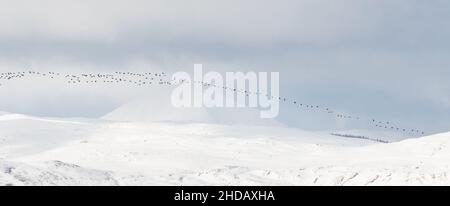 Ben Lomond im Winter, mit Schnee bedeckt mit einer Herde von Graugänsen, die vorbeifliegen - Schottland, Großbritannien Stockfoto