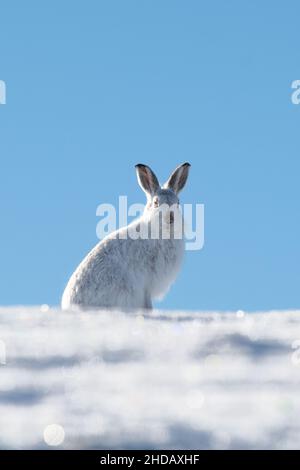 Mountain Hare im Winter in den Cairngorms, Schottland, sitzen im Schnee und blicken mit blauem Himmel auf die Kamera Stockfoto
