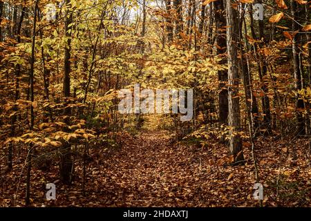 Ein Fußweg in einem Wald ist von abgefallenen Blättern bedeckt, die an einem bewölkten Herbsttag gelb, rot und orange gefärbt sind. Stockfoto