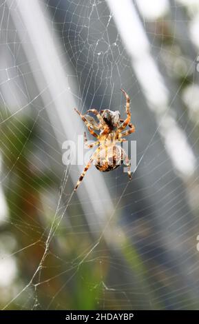 Eine Kreuzspinne in ihrem Netz von unten gesehen vor dunkelgrünem Hintergrund Stockfoto