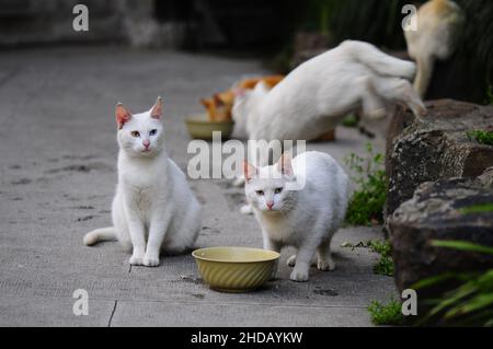 Gruppe von weißen streunenden Katzen essen Nahrung aus dem Topf im Freien Stockfoto