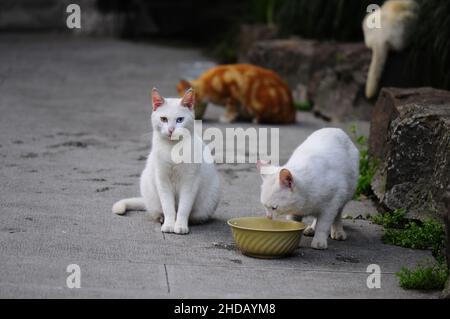 Gruppe von weißen streunenden Katzen essen Nahrung aus dem Topf im Freien Stockfoto