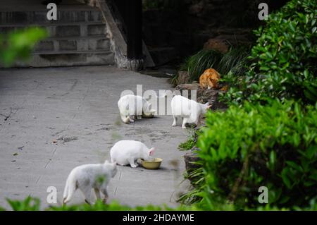 Gruppe von weißen streunenden Katzen essen Nahrung aus dem Topf im Freien Stockfoto