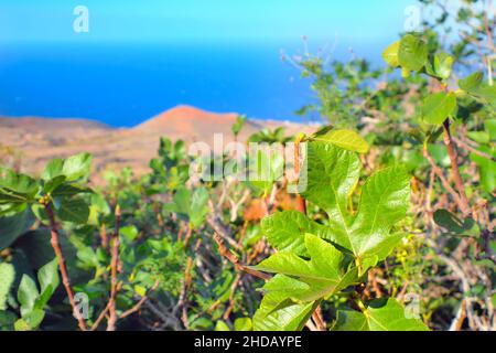 Eine Feigenpflanze mit großen Blättern vor einer roten Vulkanlandschaft und dem blauen Atlantischen Ozean. Alternative und grüne Reisen auf El Hierro, Kanarische Inseln Stockfoto