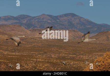 Gruppe von Sandhill-Kränen im Flug, im Winter in Bosque del Apache, New Mexico. Stockfoto