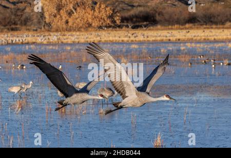 Zwei Sandhill-Krane im Flug, im Winter in Bosque del Apache, New Mexico. Stockfoto