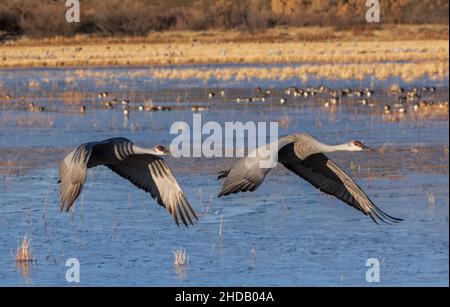 Zwei Sandhill-Krane im Flug, im Winter in Bosque del Apache, New Mexico. Stockfoto
