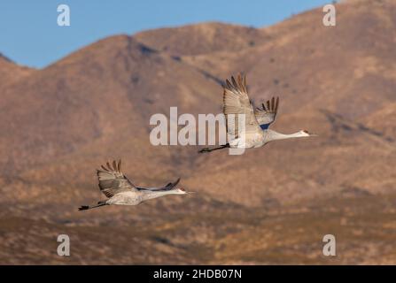 Zwei Sandhill-Krane im Flug, im Winter in Bosque del Apache, New Mexico. Stockfoto