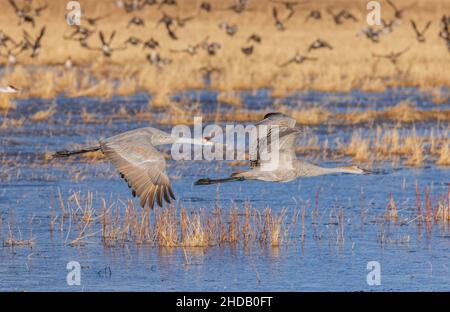 Zwei Sandhill-Krane im Flug, im Winter in Bosque del Apache, New Mexico. Stockfoto
