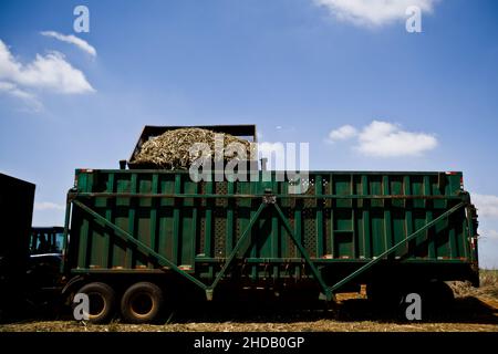 Mähdrescher arbeiten auf einem Zuckerrohr Plantage Feld in Brasilien. Ernte. Agrarkonzept. Hochwertige Fotos Stockfoto