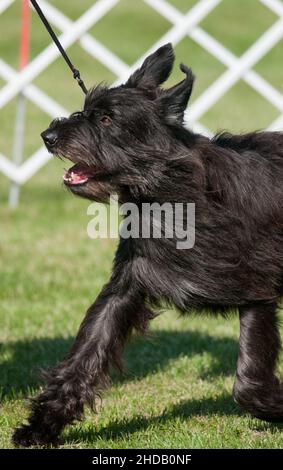 Berger Picard läuft im Hundezeitring Stockfoto