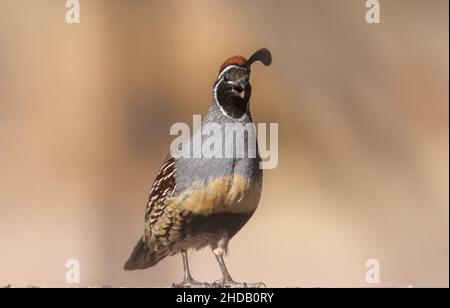 Die Wachtel des männlichen Gambels, Callipepla gambelii, in der Chihuahua-Wüste, New Mexico. Stockfoto