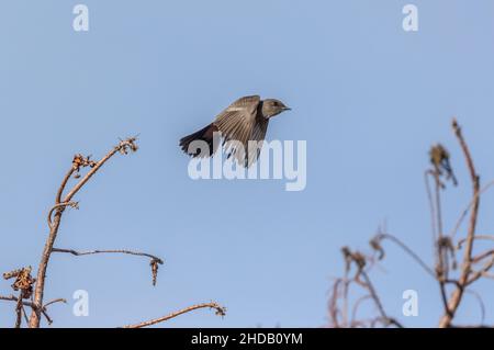 Says phoebe, Sayornis Saya, Fliegenfangen im Flug, Winter. Kalifornien. Stockfoto