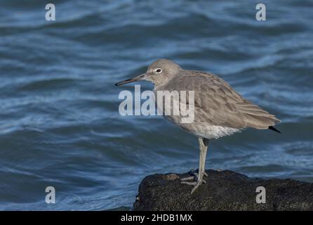 Willet, Tringa semipalmata, auf Felsen an der Küste gelegen, Winter. Stockfoto