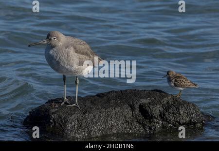 Willet, Tringa semipalmata und am wenigsten Sandpiper, Calidris minutilla auf demselben Felsen - deutliche Größenunterschiede. Winter, Kalifornien. Stockfoto