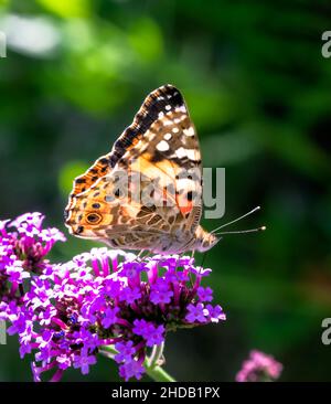 Makro einer getönten Dame Schmetterling auf einem lila Schmetterlingsbusch Stockfoto