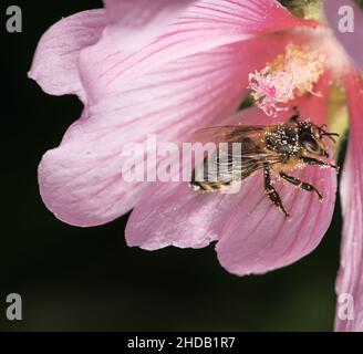 Makro einer Honigbiene auf einer malva-Blütenblüte Stockfoto